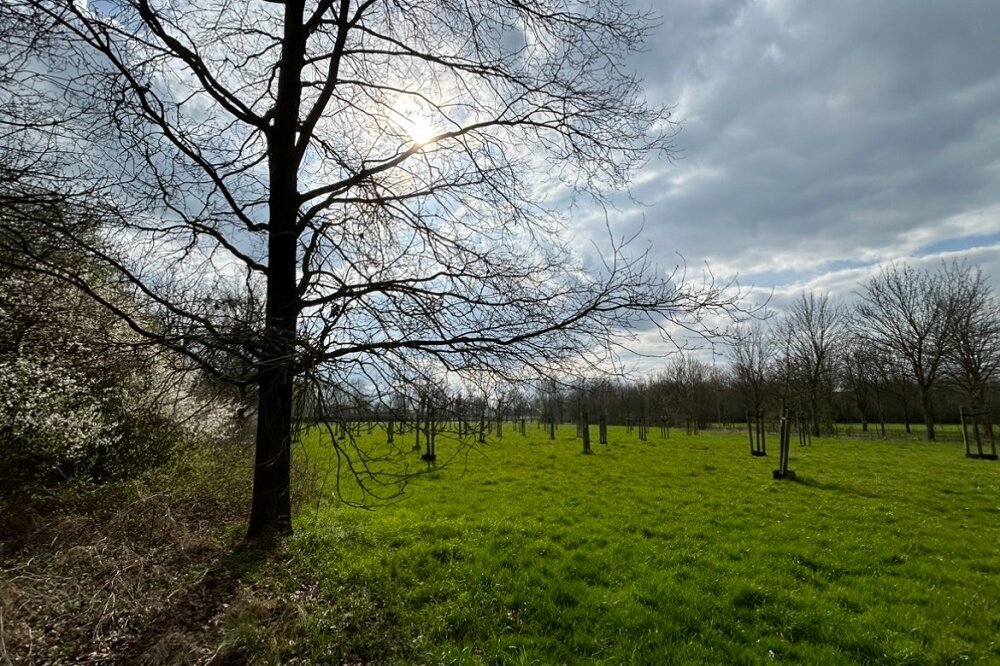 Neue Bäume für die Bürgerobstwiese