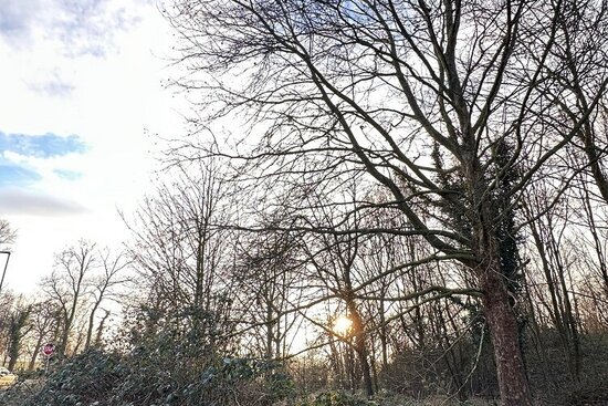 Baumfällungen erfolgen für die Osttangente…