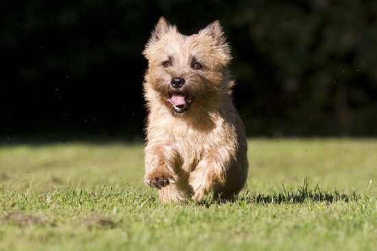 Bisher noch nicht angemeldete Hunde können noch bis zum 31. Oktober nachgemeldet werden.